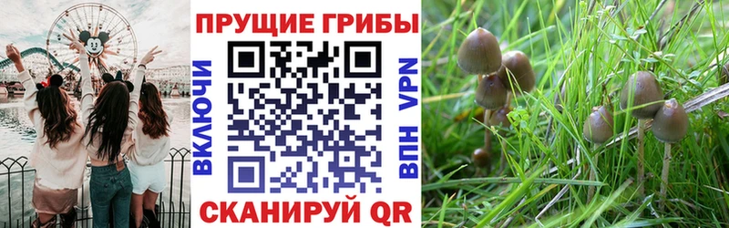 где продают наркотики  Макаров  Галлюциногенные грибы Psilocybine cubensis 